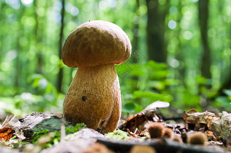 林中生长的蘑菇Boletuse图片