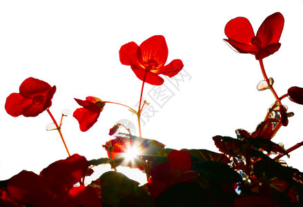 背光中的红色花朵秋海棠图片