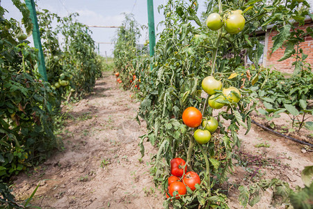 在花园种植的新鲜有机新番茄种植图片