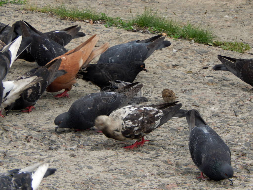 成群的鸽子在河堤上觅食图片