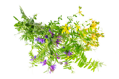 一群野生黄色和紫色植物图片