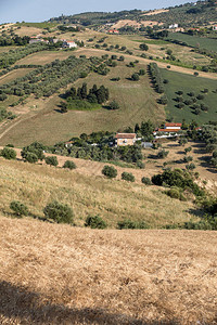 Abruzzo滚动山丘上的橄榄园图片