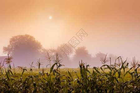 乡村地貌清晨雾在阳光下照亮太阳在迷雾的天空背图片