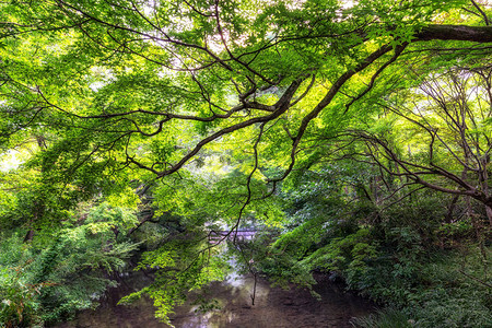 夏天的红树林占领了小溪在日本福冈的离克林图片
