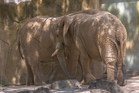 野生动物园中的大象图片