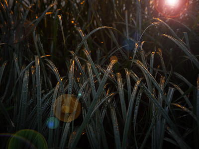 夕阳在黑暗的草地上闪耀图片