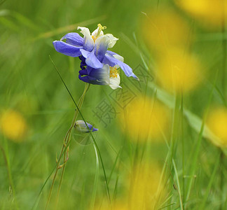 欧洲科伦比纳Aquilegialubniis图片