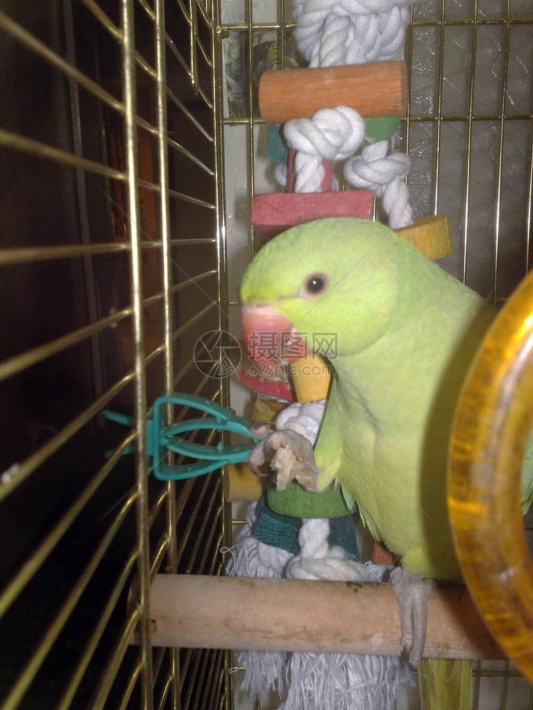鹦鹉坐在笼子里图片