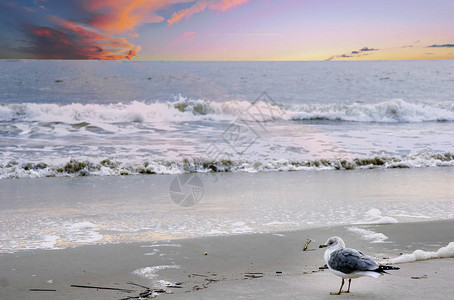一只海鸥在海滩边缘图片