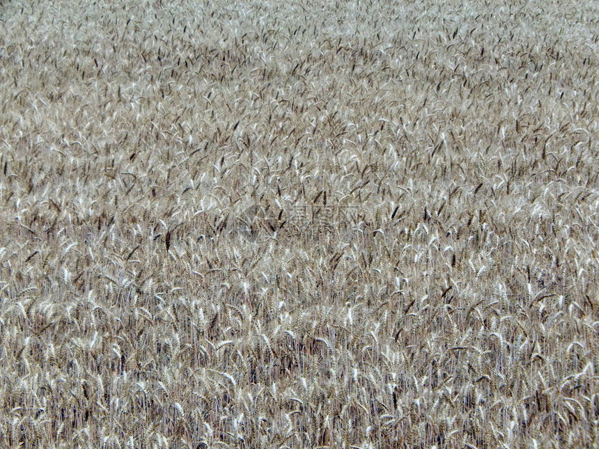 干草的麦田质地图片