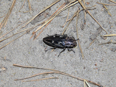 松针地上的甲虫图片