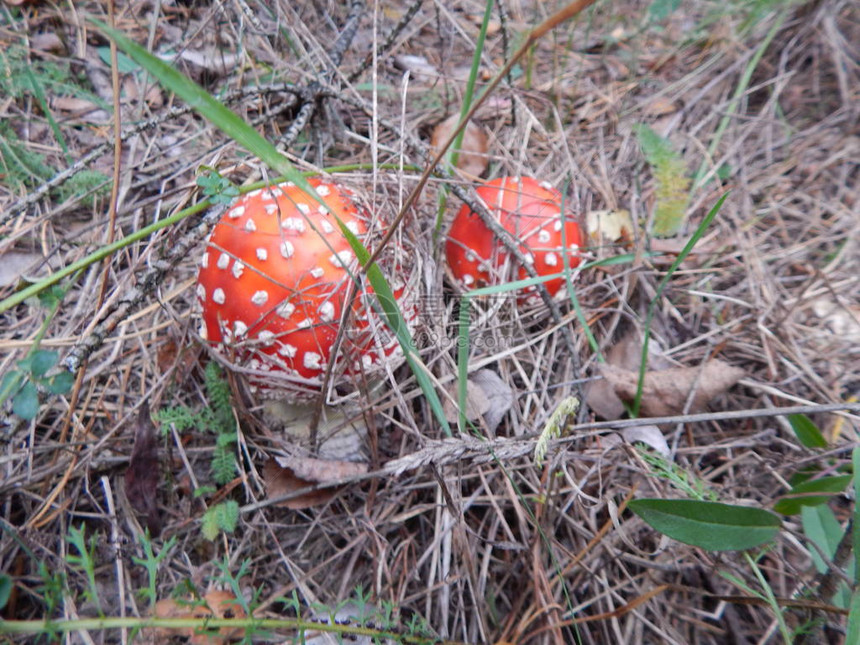 采蘑菇可以食用在图片