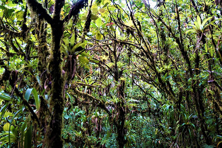 哥斯达黎加胡安卡斯特罗布兰科公园树上种植的布罗图片