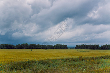 雷雨前的黄色田野图片