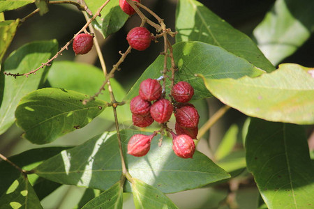 红色水果和绿叶背景图片