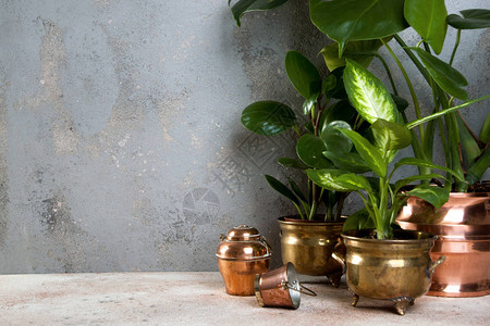在混凝土背景的黄铜和旧花盆中的绿色植物背景图片