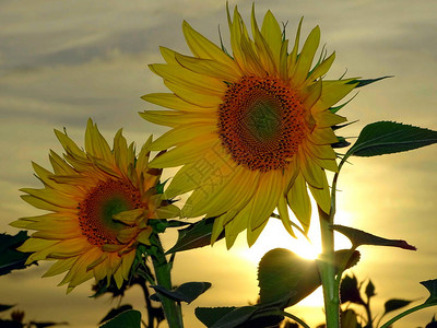 日落的向日葵在田地上盖图片