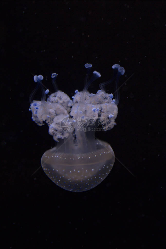 浮铃澳大利亚发现的水母白斑水母Phyllorhizapun图片