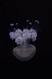 浮铃澳大利亚发现的水母白斑水母Phyllorhizapun背景图片