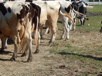 牛群在牧场上的围场放牧图片