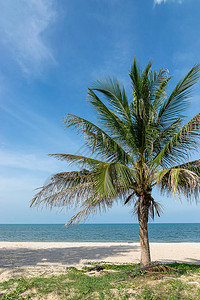 椰子树在海滩图片