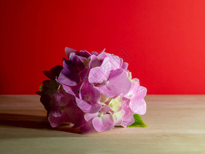 粉红色的Hydranga花朵贴上红图片