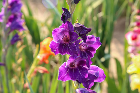 花美丽的紫唐菖蒲图片