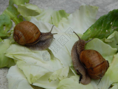 蜗牛在花园里爬绿草背景图片