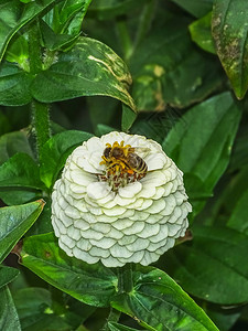 一只白花上的蜜蜂在糟糕的莫斯科德州最差的Puec图片