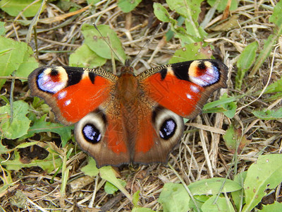 田野特写中草地上的蝴蝶背景图片