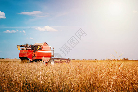 收割农地黄金成熟小麦的农业机械图片