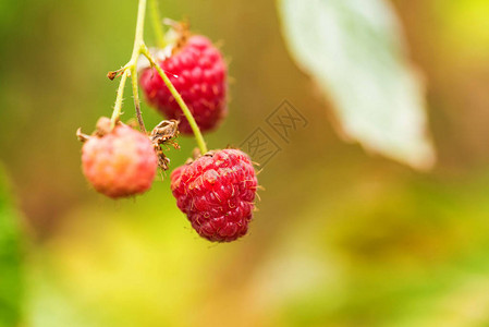 蔬菜健康暑期食品概念在果园里种植一图片