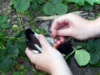 拯救被植物缠住的鸟图片