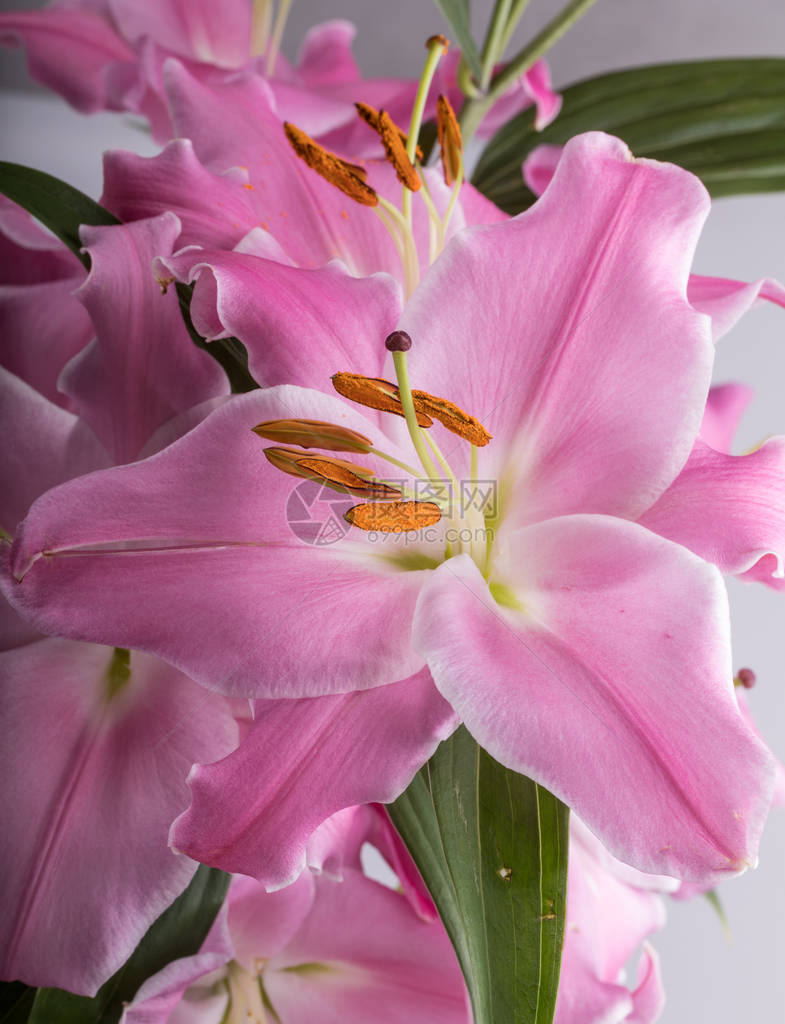 粉红色的百合花特写镜头该属物种的通用名称包括仙女百合雨花和风百合魔法百合阿塔马斯科图片