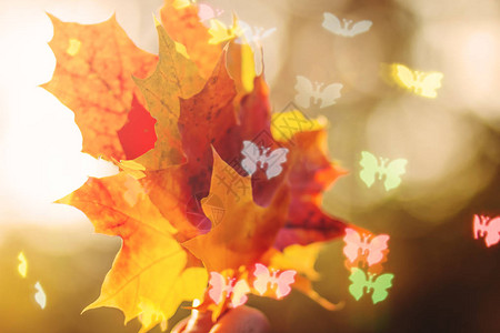 秋天的叶子背景秋天的主题选择焦点复制空间散景照图片