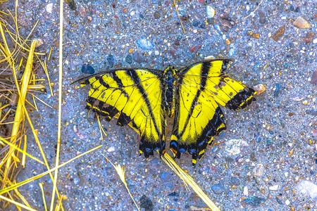 黄蝴蝶和白蝴蝶死在人行道上在图片