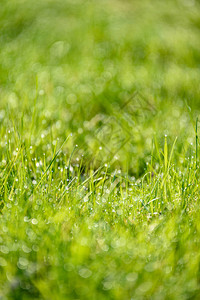 美丽的绿草地清新修剪有雨露和背景模图片