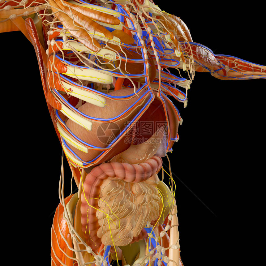 人体肌肉系统人消化系统解图片