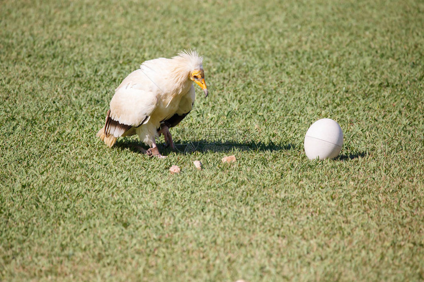 埃及秃鹰用石头打碎塑料蛋图片