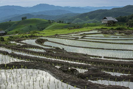 泰国清迈BaanPaPongPeang村雨季绿化水稻梯田准备在山图片