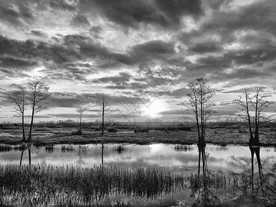 沼泽中的黑白日落图片