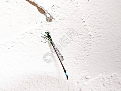 白色墙上的微小龙蝇Ischnurasenegal图片