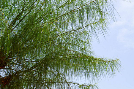树上的柔软针头挂在一个的热带里在蓝色天空对面的图片