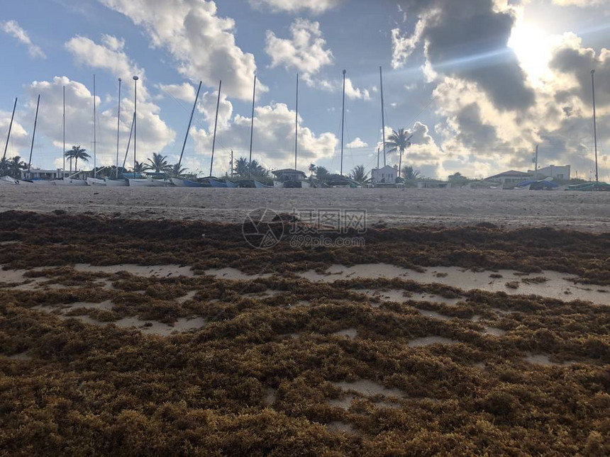 夏季在佛罗里达海滩岸边的海草上黄褐色深图片