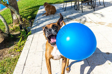 狗跳起来弹出气球图片