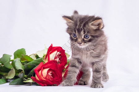一小只毛猫在一束玫瑰花旁鲜花献图片
