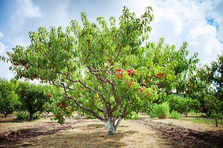 在花园里种果实的桃树桃园图片