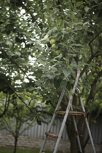 苹果树附近的花园的金属梯子图片