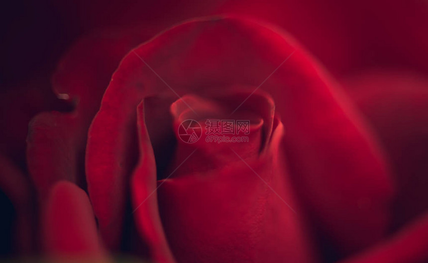 红色美丽玫瑰花蕾的花瓣图片