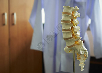 在医务室桌上的人体腰脊椎模型的近视背景实验室Labcoat图片